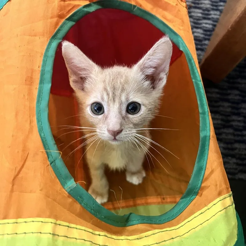 A baby small-sized male Orange / Red Domestic Short Hair cat named Rex for adoption in Costa Mesa, CA