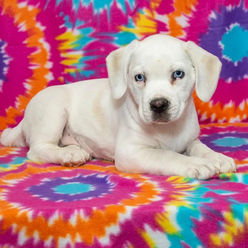 A baby medium-sized female Beagle dog named Honey Bear for adoption in Troy, OH