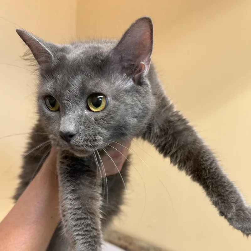 An adult medium-sized female Gray / Blue / Silver Domestic Medium Hair cat named Jersey C for adoption in Lebanon, TN