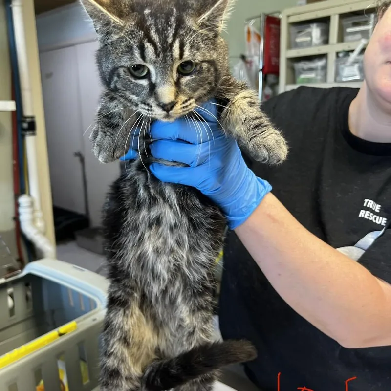 A baby medium-sized female Brown / Chocolate Domestic Short Hair cat named Buttercup for adoption in Mount Juliet, TN