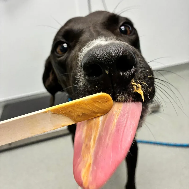 An adult medium-sized male Black Labrador Retriever dog named Figaro for adoption in Abilene, TX