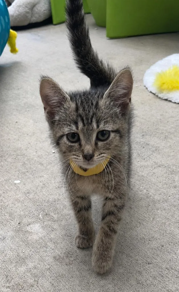 A baby medium-sized female Domestic Short Hair cat named Ursa for adoption in Greeneville, TN