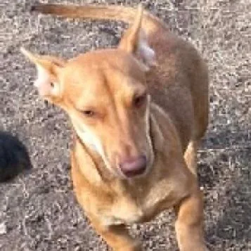 A young small-sized male Golden Dachshund dog named Fritter for adoption in Calverton, NY