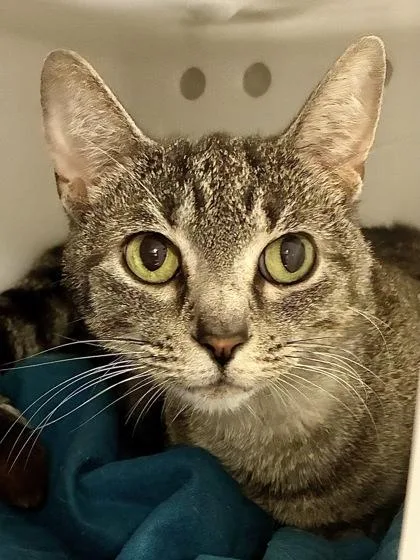 A senior medium-sized female Domestic Short Hair cat named Albacore for adoption in Mason, MI