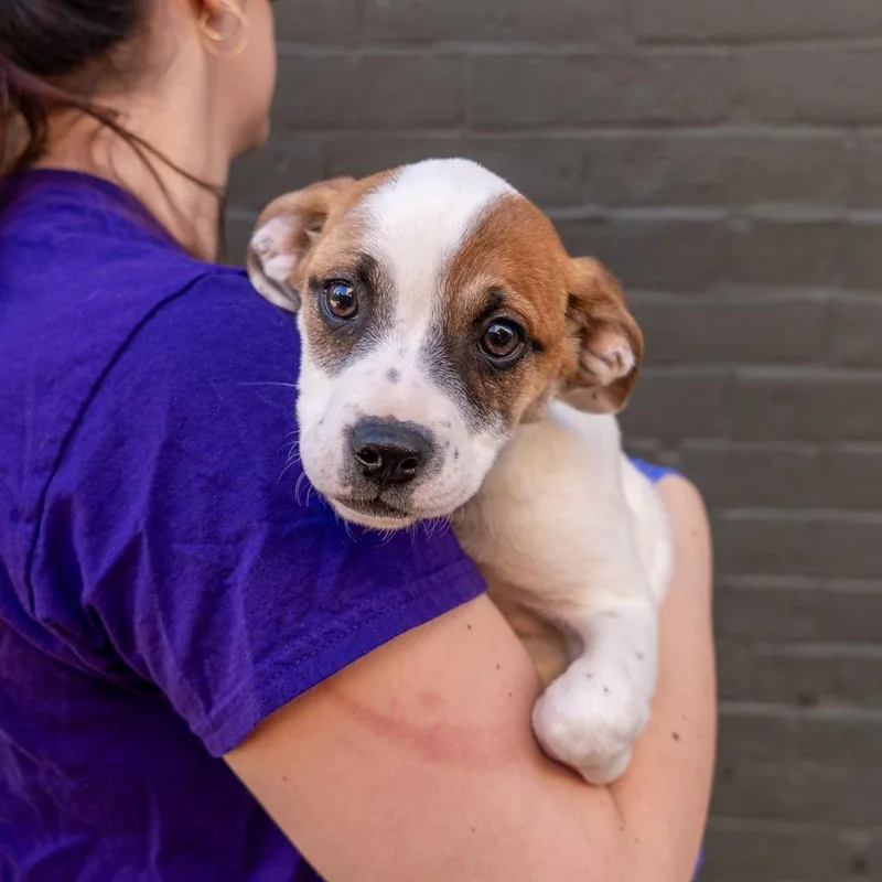 A baby medium-sized female Cattle Dog dog named Pixel for adoption in New York, NY