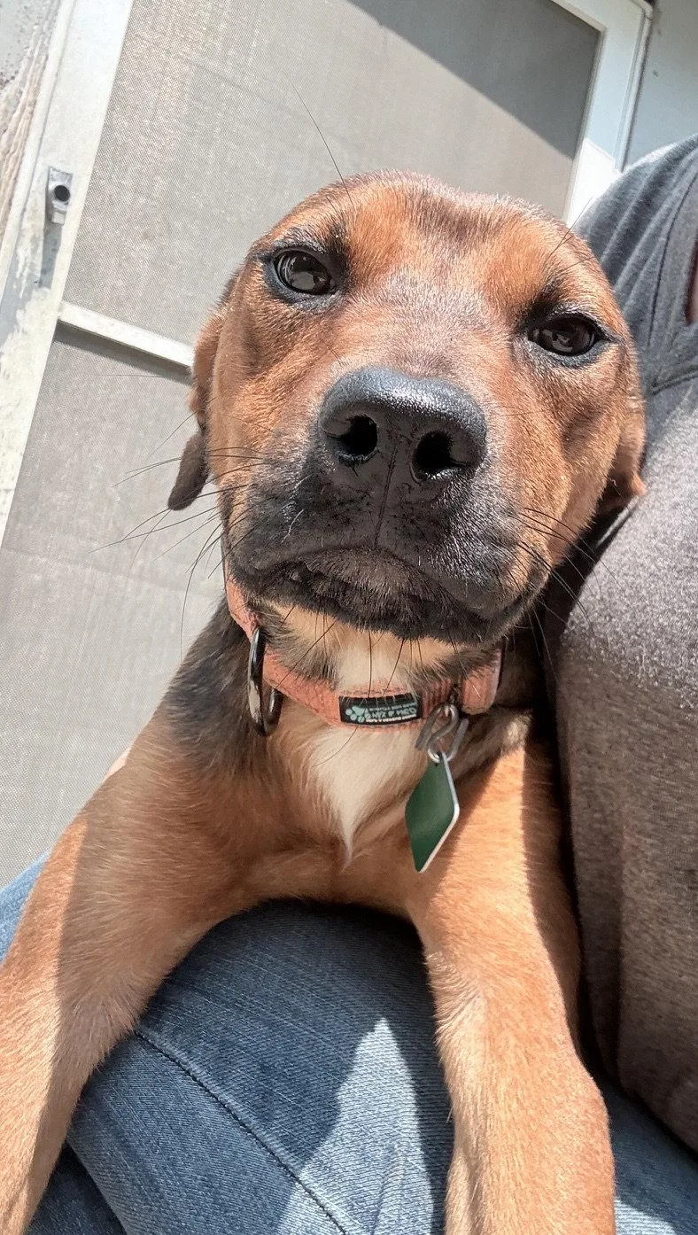 Roxie