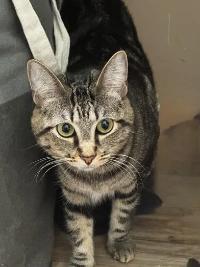 A baby medium-sized female Tabby (Brown / Chocolate) Tabby cat named Ophelia for adoption in Liverpool, TX