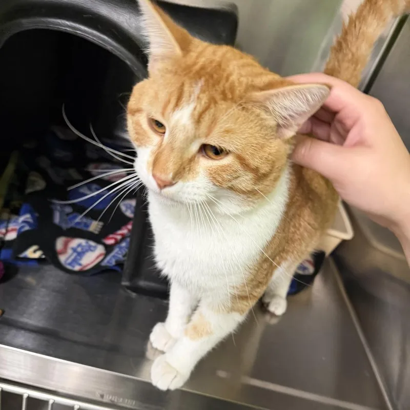 A young small-sized male Orange / Red Domestic Short Hair cat named Ozzy for adoption in Brookfield, MO
