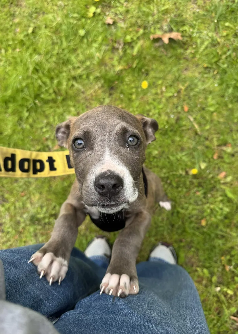 A baby small-sized male Pit Bull Terrier dog named Teddy for adoption in Troy, MI