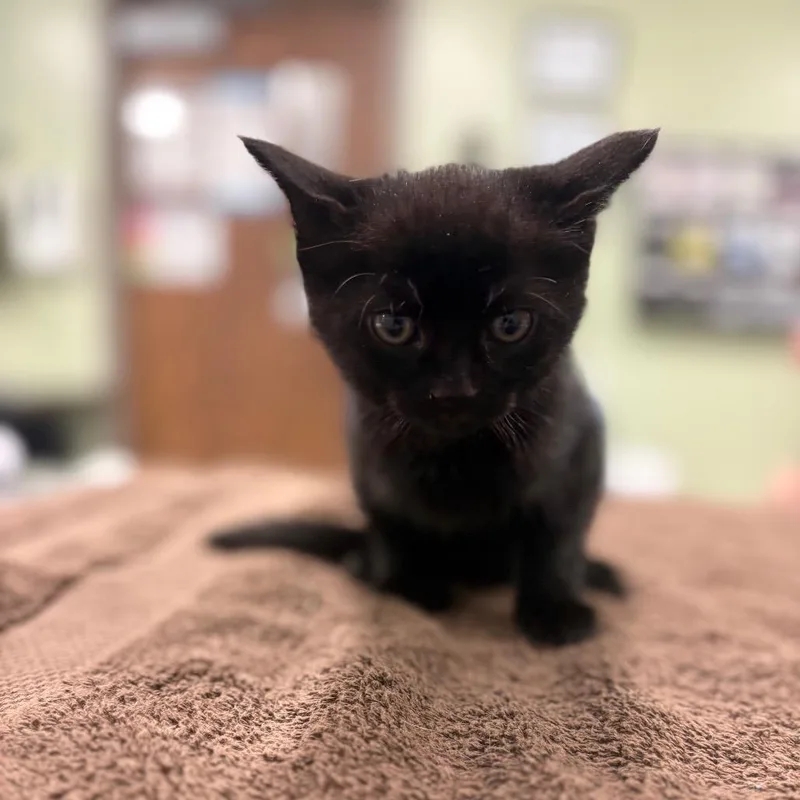 A baby small-sized female Domestic Short Hair cat named Cordelia Foxx for adoption in Binghamton, NY