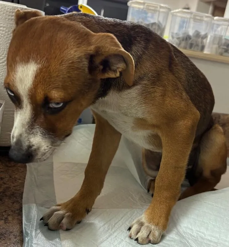 A young medium-sized female Brown / Chocolate Mixed Breed dog named Raspberry for adoption in Cincinnati, OH