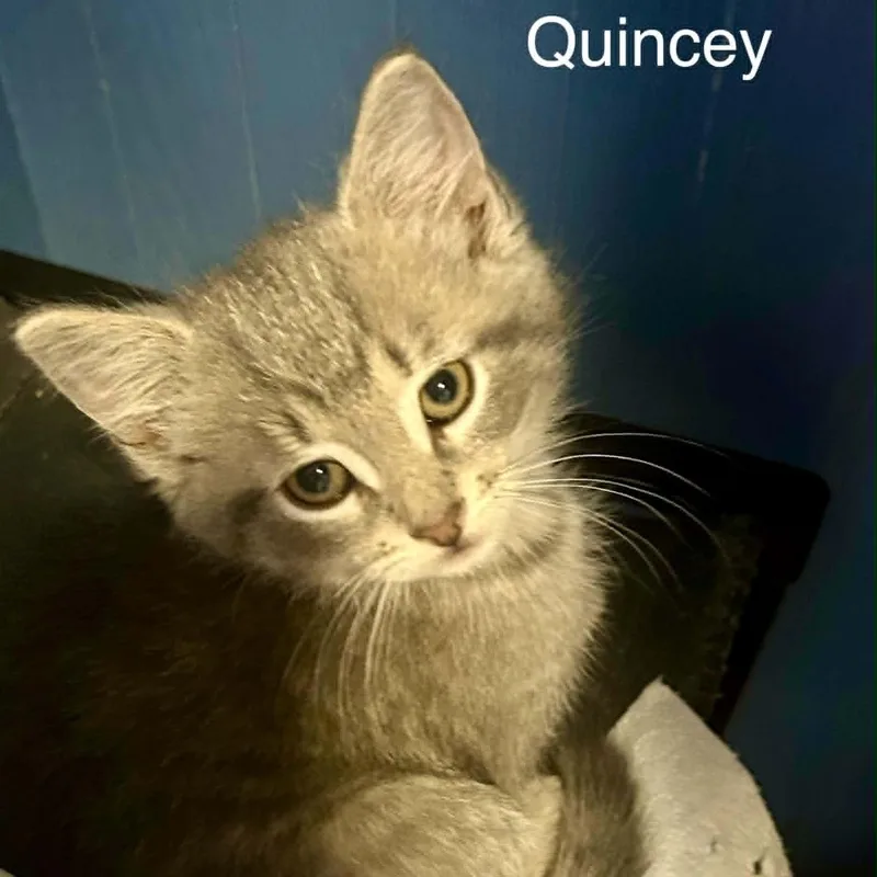 Quincey thumbnail 2