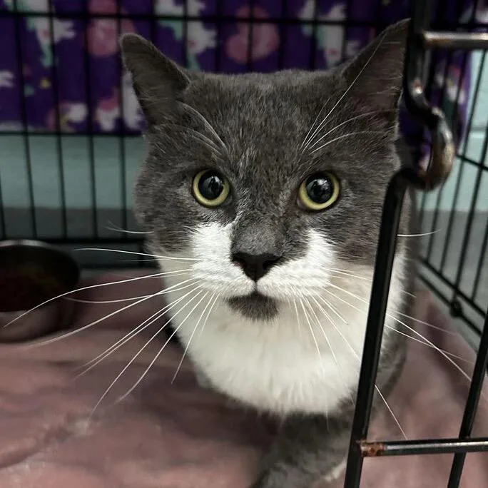 A young medium-sized male Gray / Blue / Silver Domestic Short Hair cat named Mr. Blue for adoption in Spruce Pine, NC