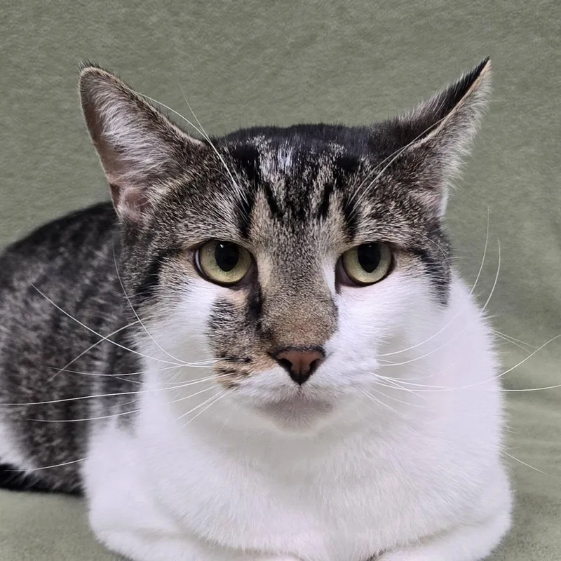 An adult large-sized male Domestic Short Hair cat named Hide for adoption in Frankfort, IN