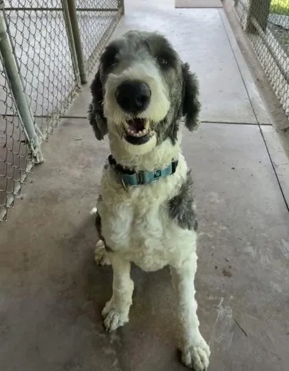 An adult large-sized male Old English Sheepdog dog named Luke for adoption in Bloomsburg, PA