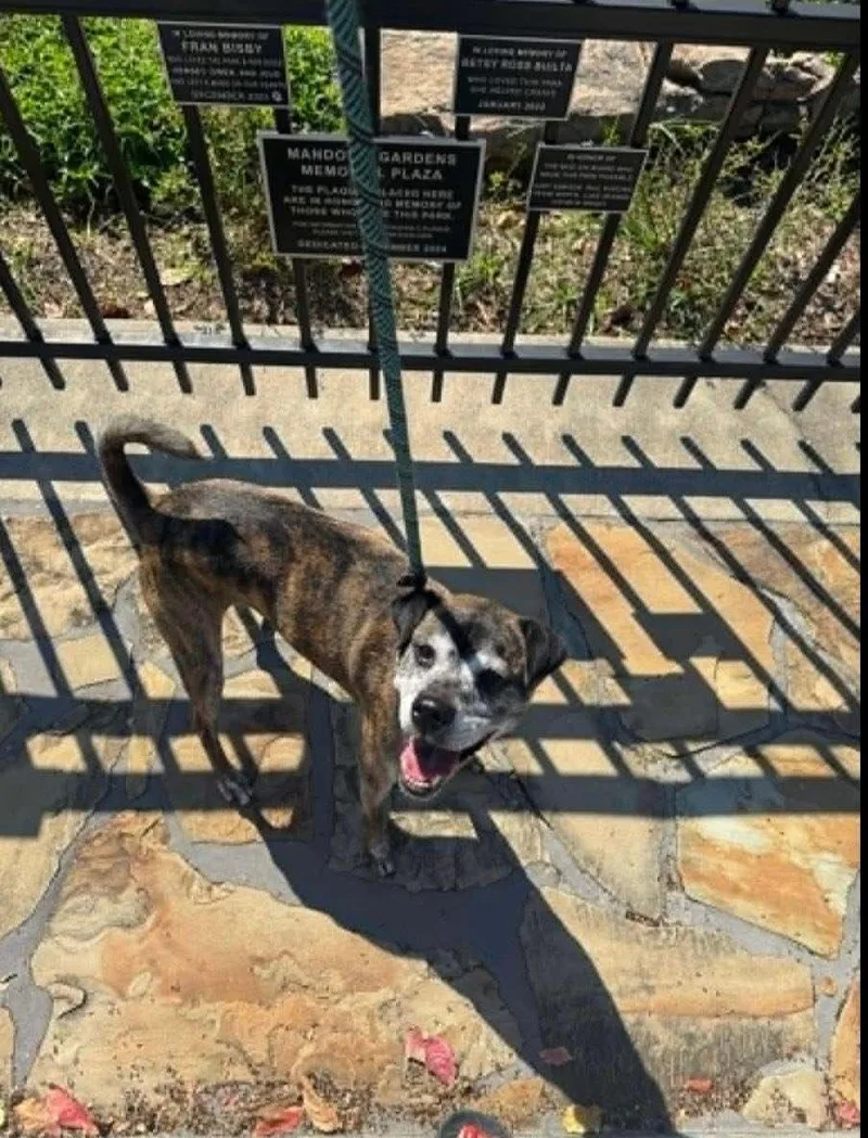 An adult medium-sized male Brindle Plott Hound dog named Mango for adoption in houston, TX