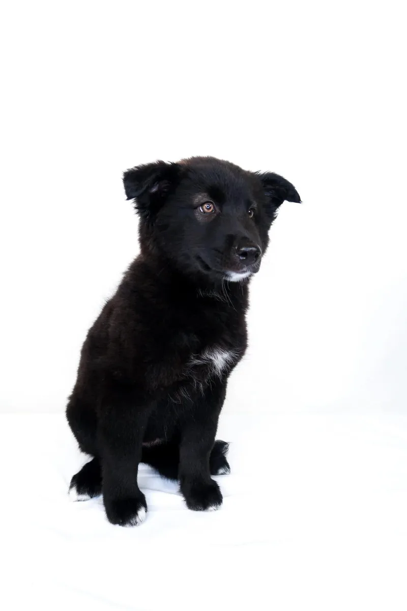 A baby medium-sized female Black Shepherd dog named Nikita for adoption in Bixby, OK