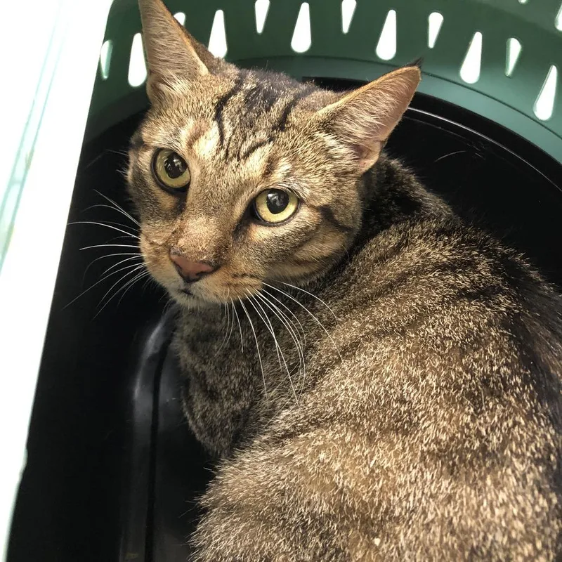 An adult large-sized male Brown / Chocolate Domestic Short Hair cat named Swiss Chard for adoption in Oak Park, IL