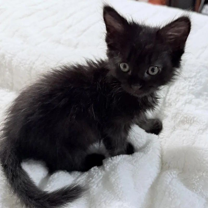 A baby small-sized male Black Domestic Short Hair cat named Beanie for adoption in Los Angeles, CA