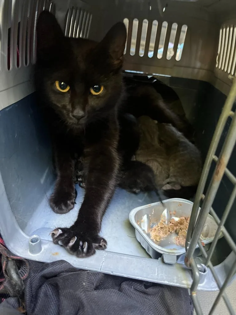A baby medium-sized female Domestic Short Hair cat named Reba McEntire for adoption in Pomona, NY