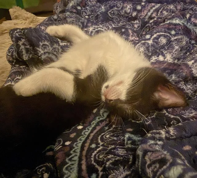 A baby small-sized male Domestic Short Hair cat named Vic for adoption in Sacramento, CA