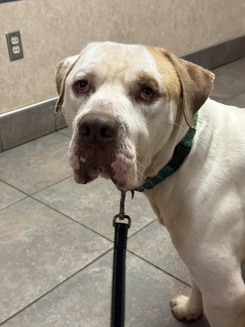An adult large-sized male Pit Bull Terrier dog named Spike for adoption in Stahlstown, PA