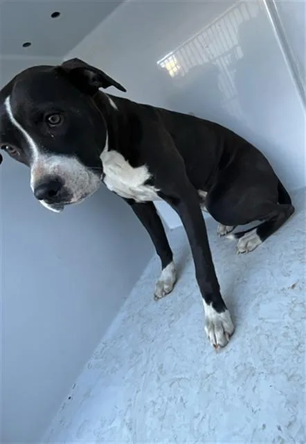 A young large-sized female Pit Bull Terrier dog named Sassy for adoption in Augusta, GA