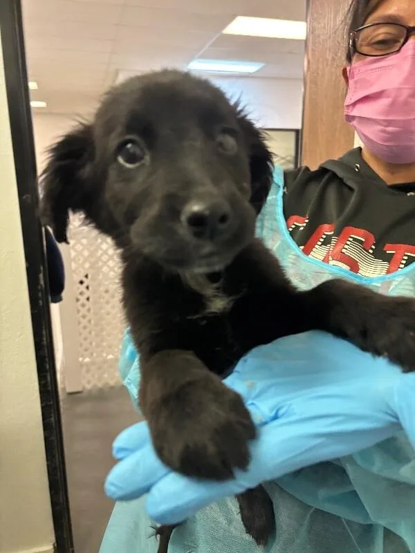 Midnight thumbnail 2