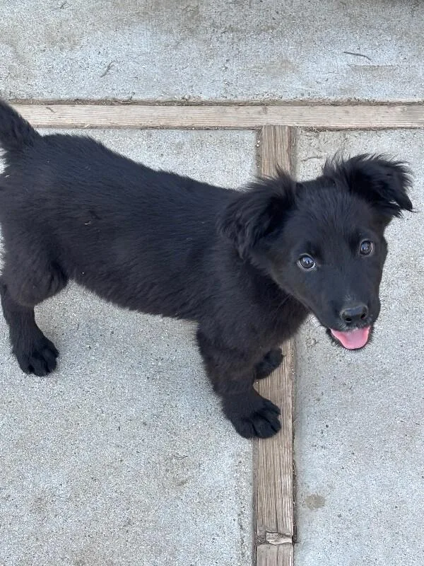 Midnight thumbnail 4