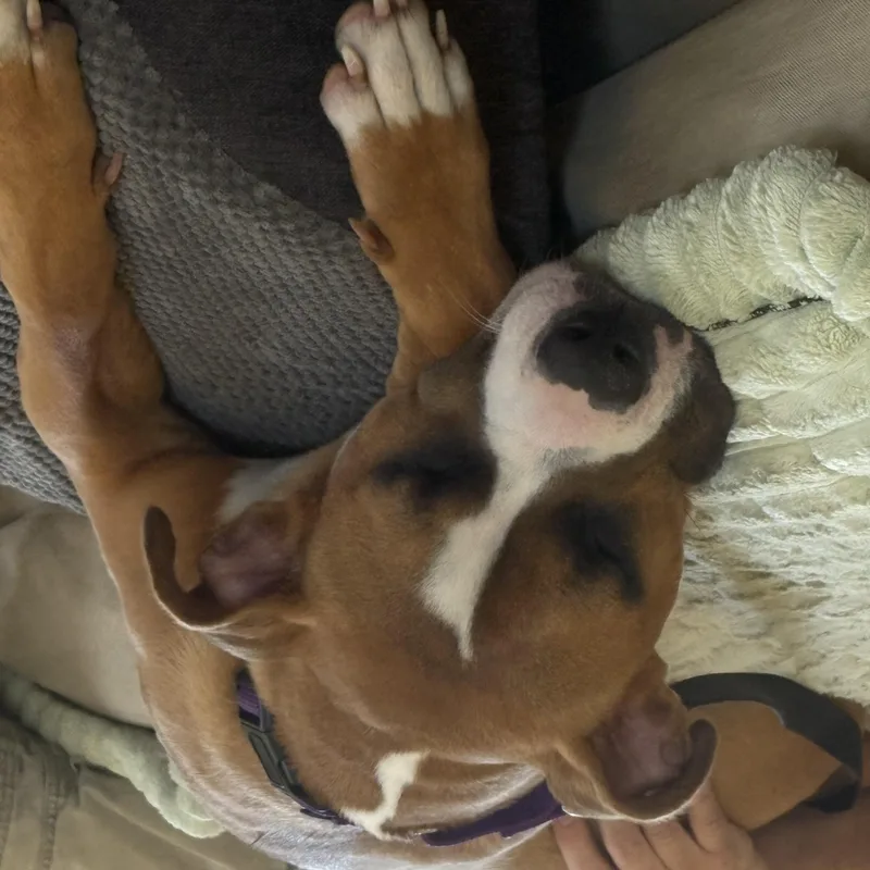 An adult medium-sized female Yellow / Tan / Blond / Fawn Boxer dog named Nova Scarlet GDP for adoption in Dallas, TX