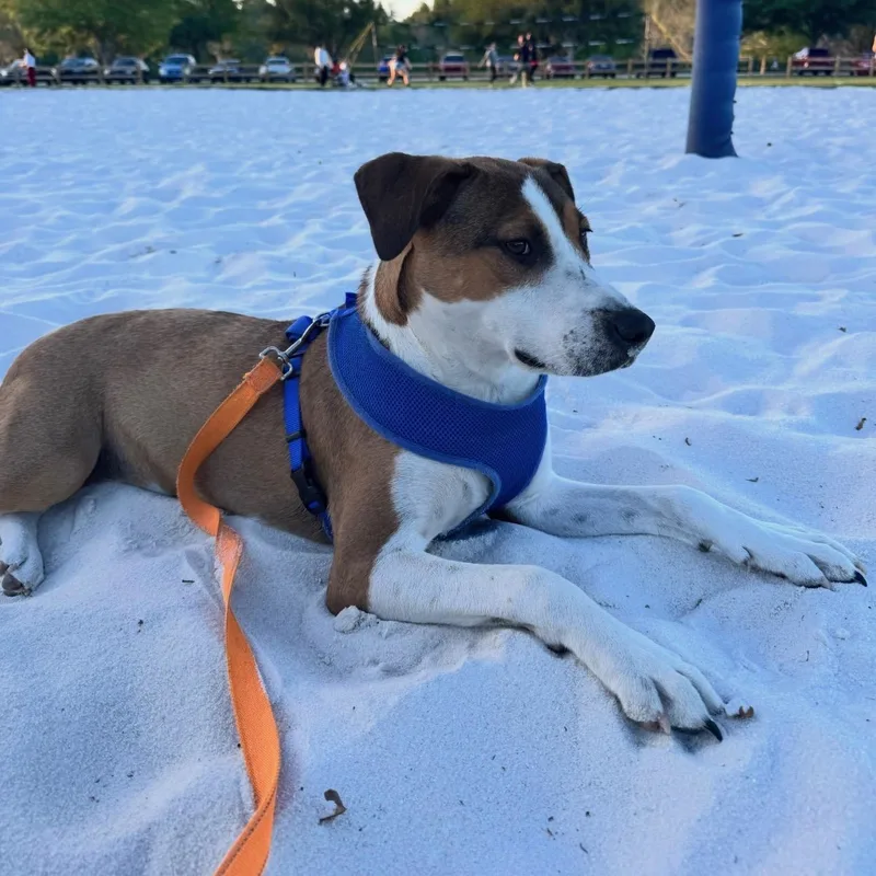 A young medium-sized female English Pointer dog named Rseek for adoption in Oviedo, FL