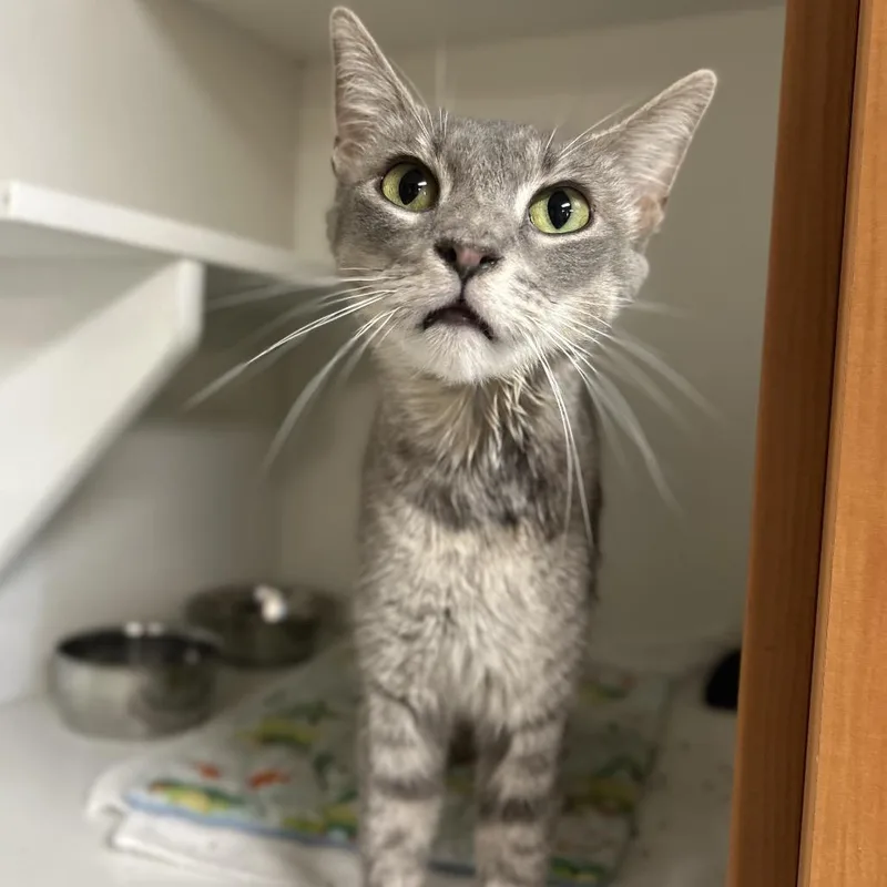 An adult small-sized female Gray / Blue / Silver Domestic Short Hair cat named Anya for adoption in Troy, IL