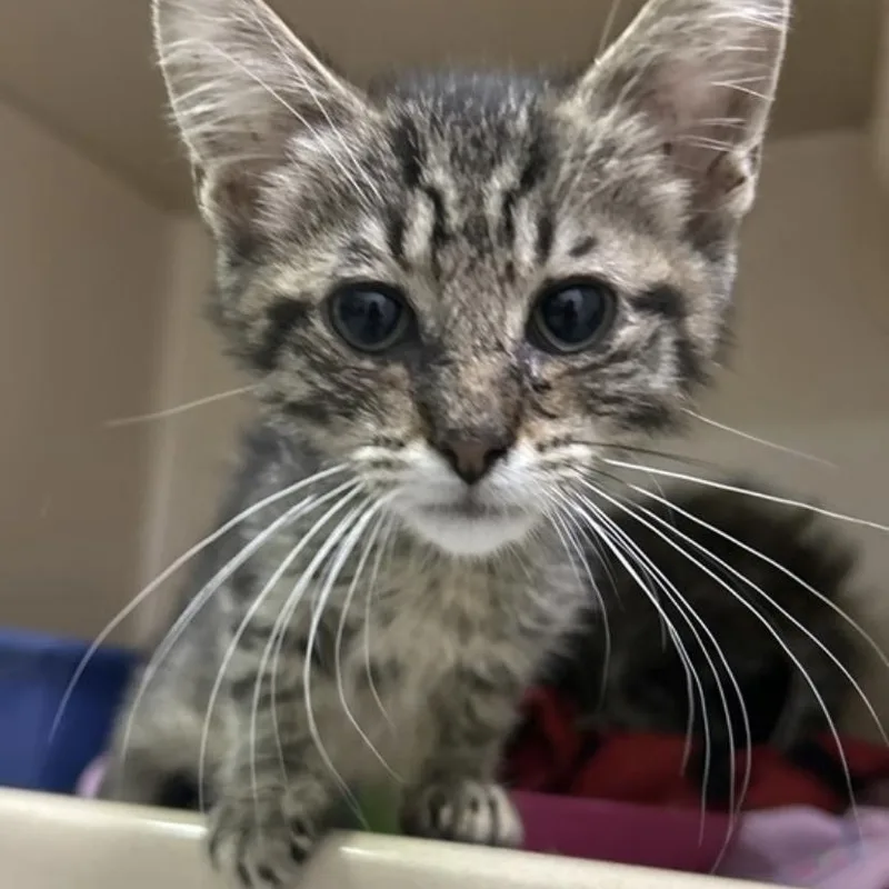A baby small-sized male Domestic Short Hair cat named Chimichanga for adoption in Elyria, OH