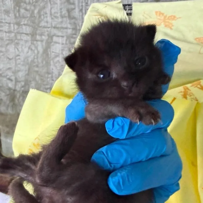 A baby small-sized female Black Domestic Short Hair cat named Pesto for adoption in Philadelphia, PA