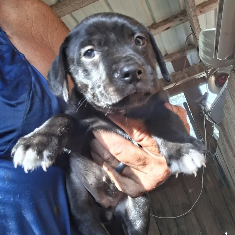 A baby medium-sized female Black Catahoula Leopard Dog dog named Gizelle for adoption in Morriston, FL
