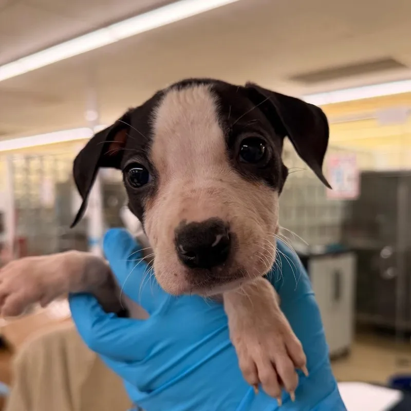 A baby small-sized male Red / Chestnut / Orange Mixed Breed dog named Moonpie for adoption in West Palm Beach, FL