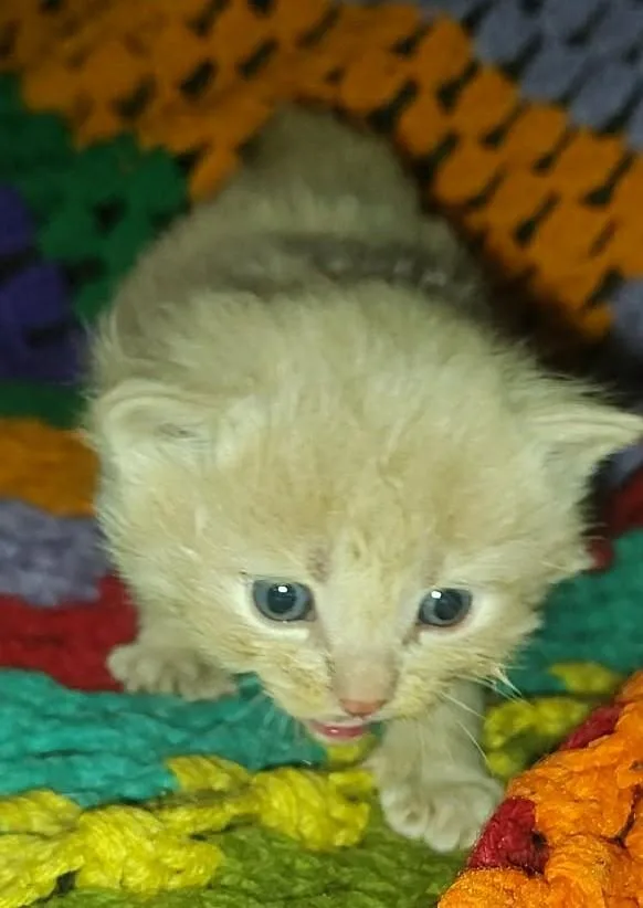 A baby medium-sized male Buff / Tan / Fawn Domestic Short Hair cat named Buff for adoption in Fair Oaks, IN
