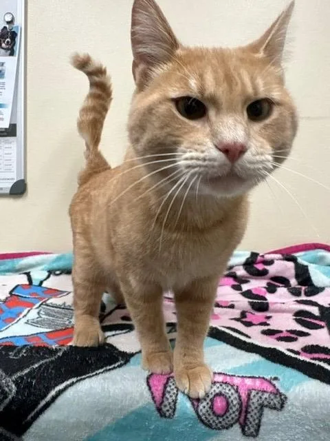 Julius