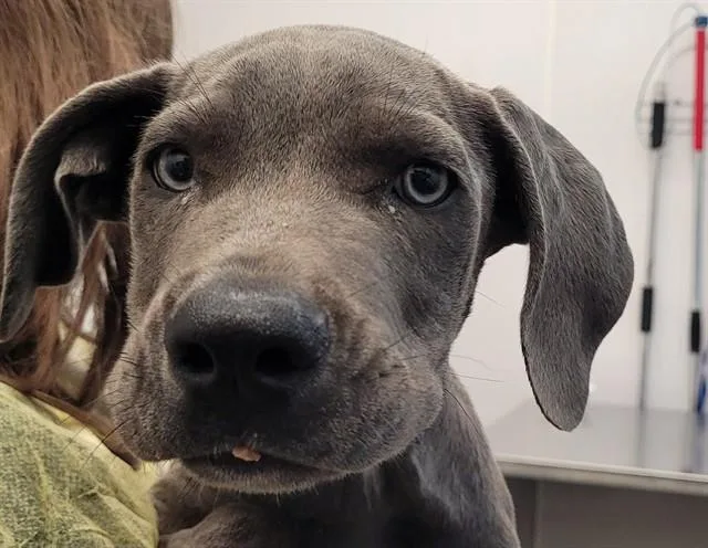 A baby small-sized female Pit Bull Terrier dog named Audrey for adoption in Tucson, AZ