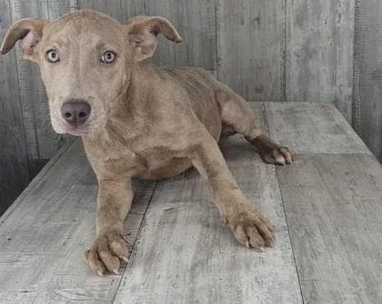 An adult small-sized female Terrier dog named Clio for adoption in Shreveport, LA