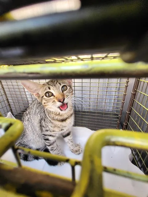 A baby medium-sized female Domestic Short Hair cat named Mc for adoption in San Antonio, TX