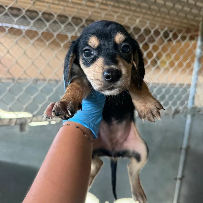 A baby medium-sized female Black Shepherd dog named Plum Pudding for adoption in Edinburg, TX