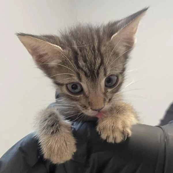 A baby small-sized male Domestic Short Hair cat named Clover for adoption in San Diego, CA