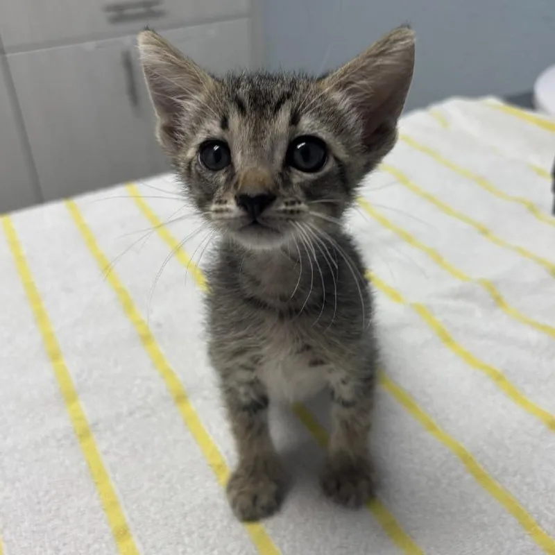 A baby small-sized male Brown / Chocolate Domestic Short Hair cat named Mustard for adoption in Riverside, CA