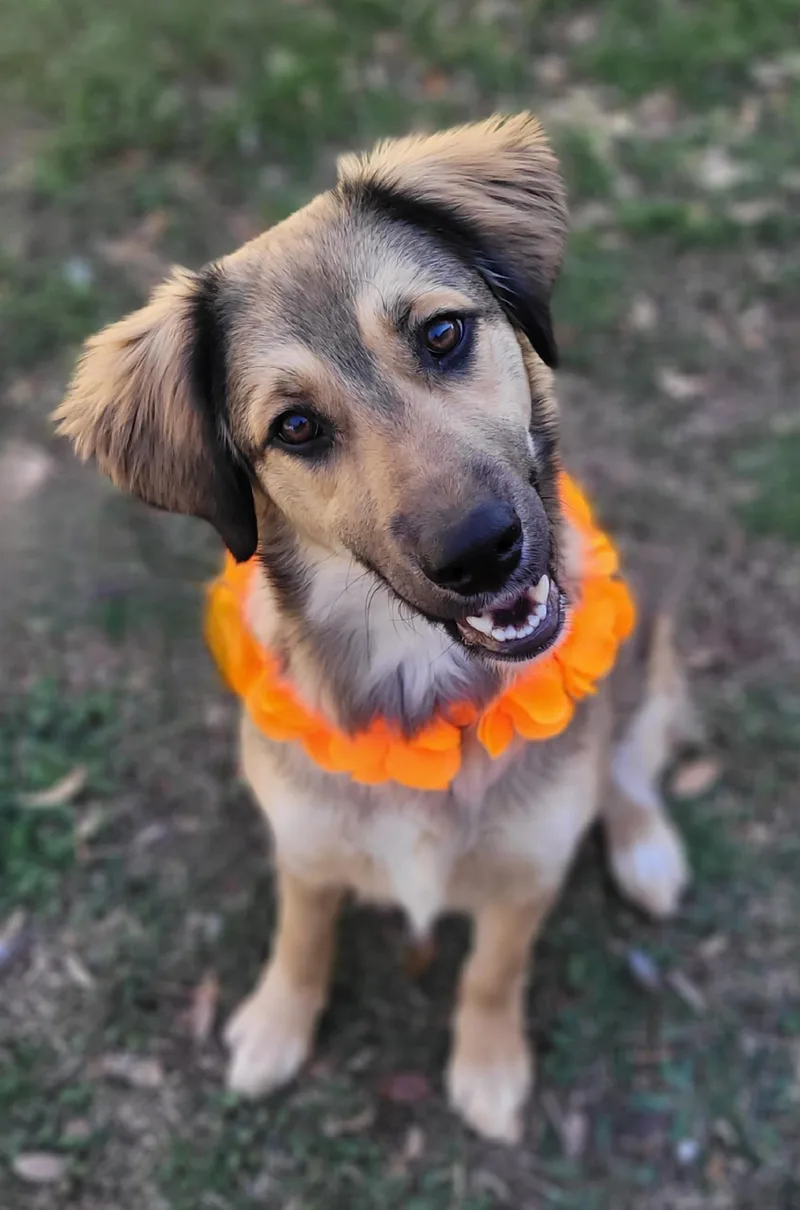 A young medium-sized female Shepherd dog named Luna for adoption in Vernon, TX