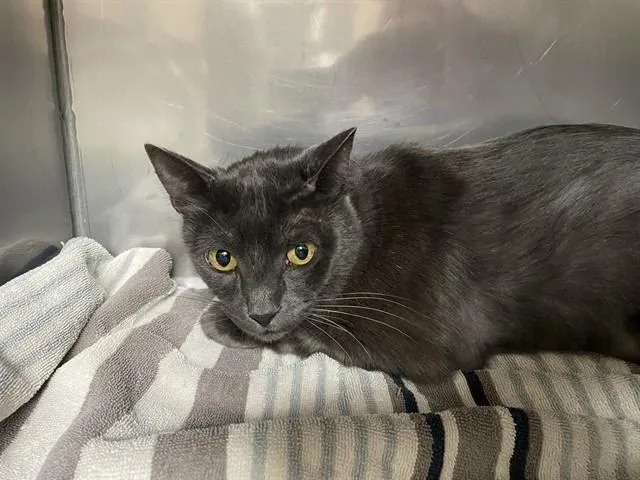 An adult medium-sized male Domestic Short Hair cat named Yoshi for adoption in Killeen, TX
