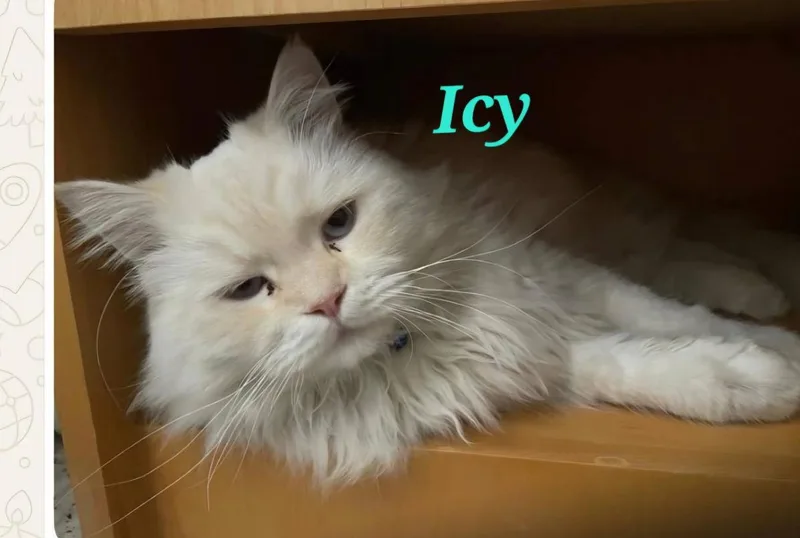 A young medium-sized female Domestic Long Hair cat named Icy for adoption in Tampa, FL