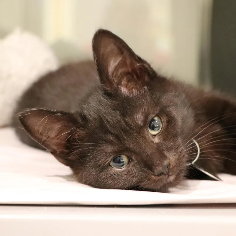 A baby small-sized female Domestic Short Hair cat named Teagan for adoption in Port Washington, NY