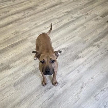 A young medium-sized male Pit Bull Terrier dog named Justice for adoption in Daytona Beach, FL