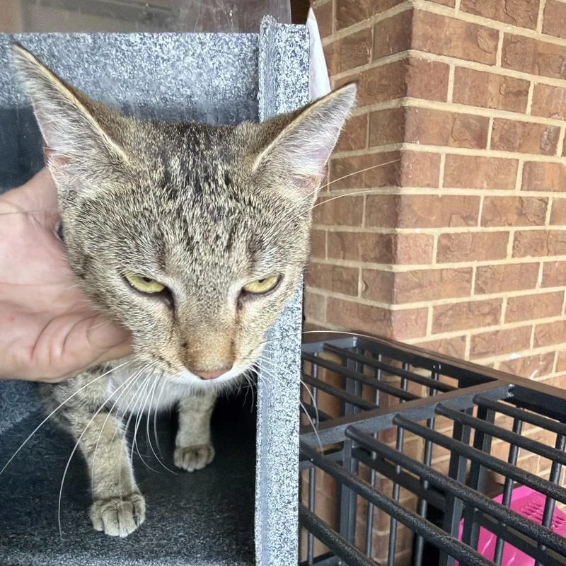 A young medium-sized female Brown / Chocolate Domestic Short Hair cat named Tina for adoption in Birmingham, AL